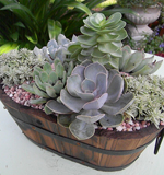 Succulent Garden